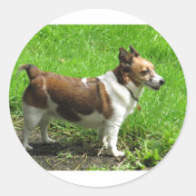 Jack Russell Adesivos Redondos