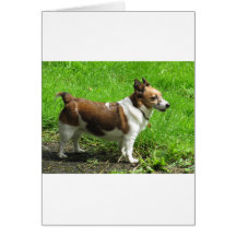 Jack Russell Cartoes