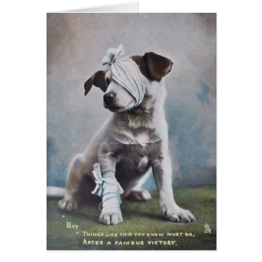 Jack Russell obtem logo o cartão bom