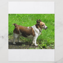 Jack Russell Panfleto Personalizados