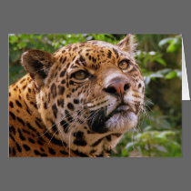 Jaguar postais
