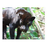 Jaguar preto cartão postal