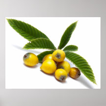 Japonica do Eriobotrya Posters