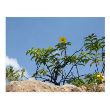 Jardim celeste cartão postal
