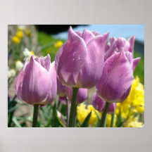 Jardim do primavera das tulipas pôsteres