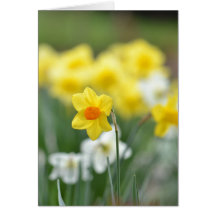 Jardim do primavera do Daffodil Cartoes