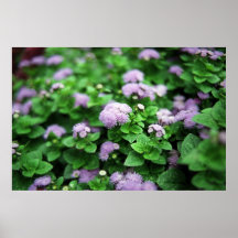 Jardim roxo pôsteres