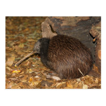 Jardim zoológico legal de Auckland do quivi @ Cartões Postais
