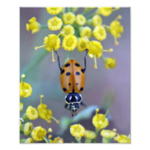 Joaninha na flor de erva-doce impressão fotográficas