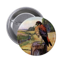 Kestrels americanos em uma cerca do arame farpado boton