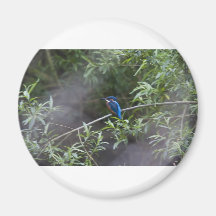 kingfisher.jpg imas de geladeira