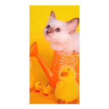 kitten cartoes com foto