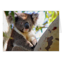 Koala Cartão