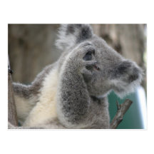 Koala QLD Austrália do cartão Cartao Postal