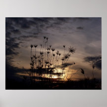 Laço da rainha Anne no por do sol Impressão