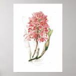 Laelia superbiens. posteres