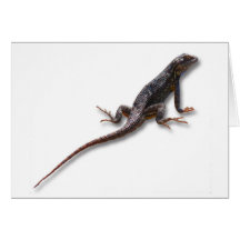 LAGARTO CARTÕES