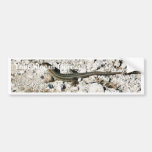 Lagarto do geco adesivo