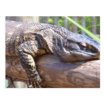 lagarto grande no fim do registro acima cartées postais