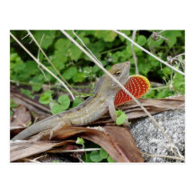 Lagarto legal Anole Cartões Postais