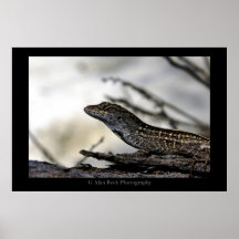 Lagarto Posters
