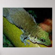 lagarto posters