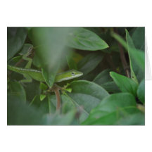 Lagarto verde cartão