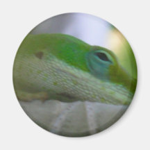 Lagarto verde de Anole Imãs De Refrigerador