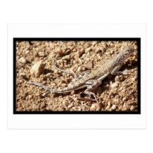 Lagarto Zebra-Atado Cartão Postal
