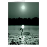 Lago swan postais