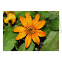 Laranja da profusão do Zinnia Cartão