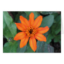 Laranja da profusão do Zinnia Cartão