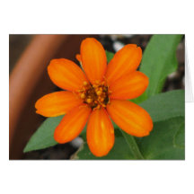Laranja da profusão do Zinnia Cartao