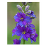 Larkspur bicolor cartao postal