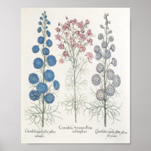 Larkspur Posteres