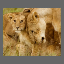 Leão Cub & mãe posters