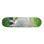 Lemur do sono na grama skate boards