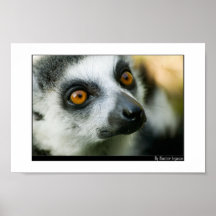 Lemur Pôsteres