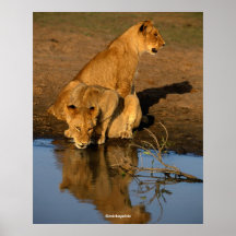 Leões Cubs bonitos Pôsteres