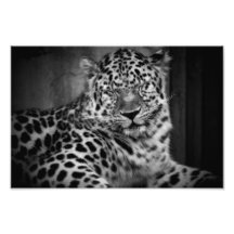 Leopardo Impressão De Foto