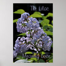 Lilac = amor impressão