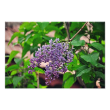 Lilac Foto Arte