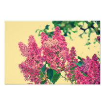 Lilac cor-de-rosa impressão de fotos