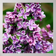 Lilac francês poster