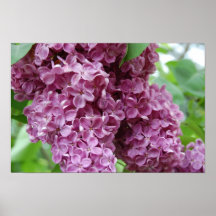 Lilac Posteres