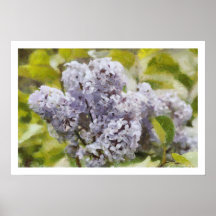 Lilac roxo posteres