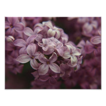 Lilacs Impressão De Fotos