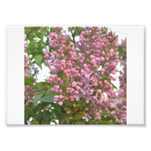 Lilacs Impressão Fotográficas