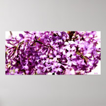 Lilacs Loving Posteres