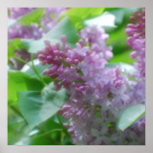 Lilacs Pastel Posteres